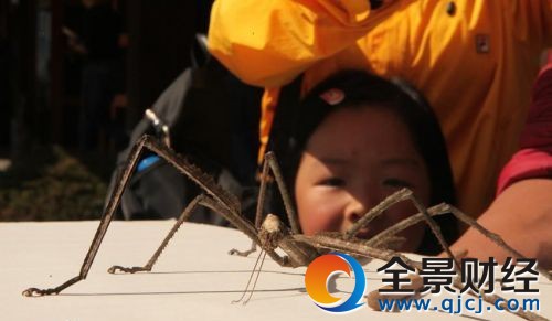 普洱現(xiàn)巨型竹節(jié)蟲 被咬了?別怕!它沒毒 普洱現(xiàn)巨型竹節(jié)蟲 被咬了?別怕!它沒毒