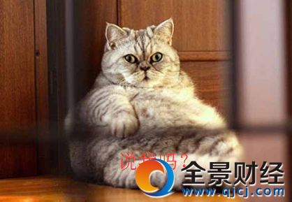 東北虎胖成氣球被網(wǎng)友嘲笑 別笑!'真老虎'是這樣的