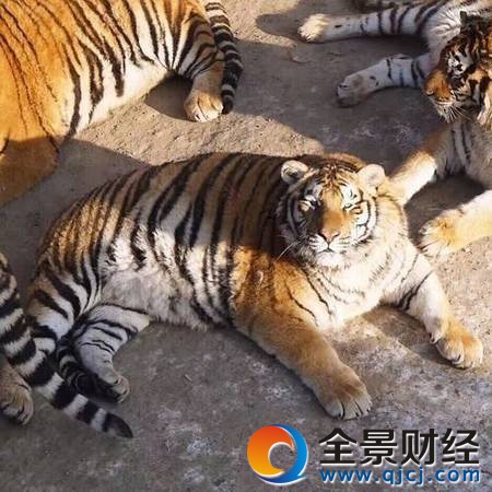東北虎胖成氣球被網(wǎng)友嘲笑 別笑!'真老虎'是這樣的