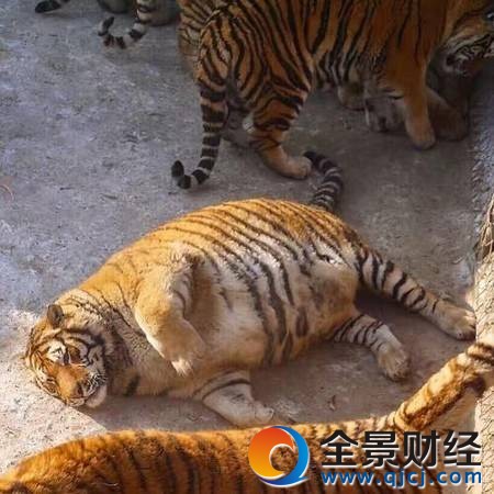 東北虎胖成氣球被網(wǎng)友嘲笑 別笑!'真老虎'是這樣的