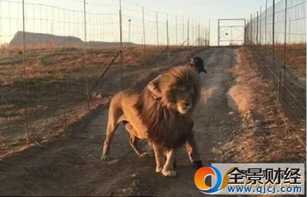 據(jù)英國《每日郵報(bào)》2月22日報(bào)道,在南非的一個(gè)保護(hù)公園即將開放通道供汽車行駛時(shí),一頭固執(zhí)的獅子仍舊站在路中間拒絕“讓道”,直到與它最要好的公園看守上前擁抱它之后才滿意地走開。有意思的是,這并不是某一天發(fā)生的偶然事件,而是這里約定俗成的一個(gè)“儀式”。