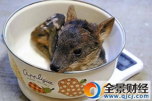 最小品種鹿誕生