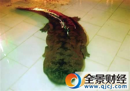 現巨型野生娃娃魚