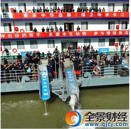 武漢投放中華鱘 首次投放為保護(hù)長江生態(tài)資源