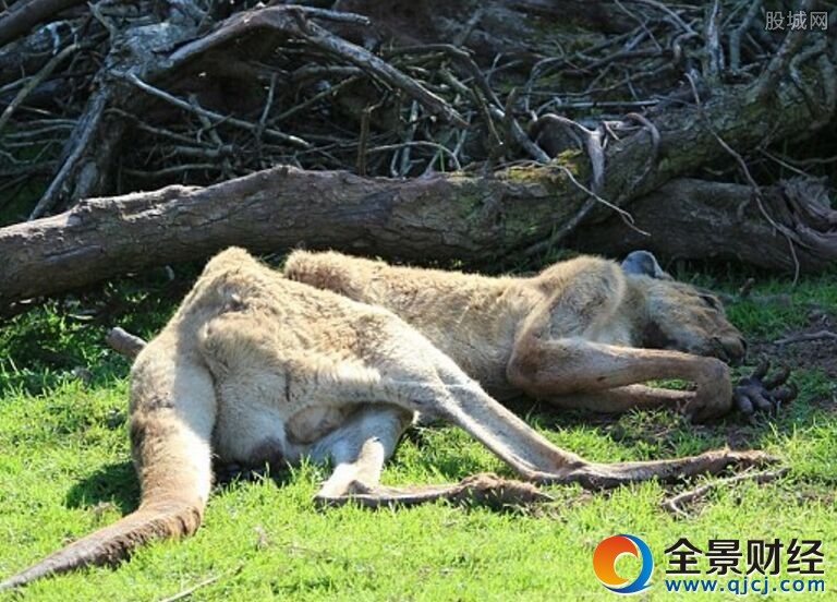 動物園養死500只動物